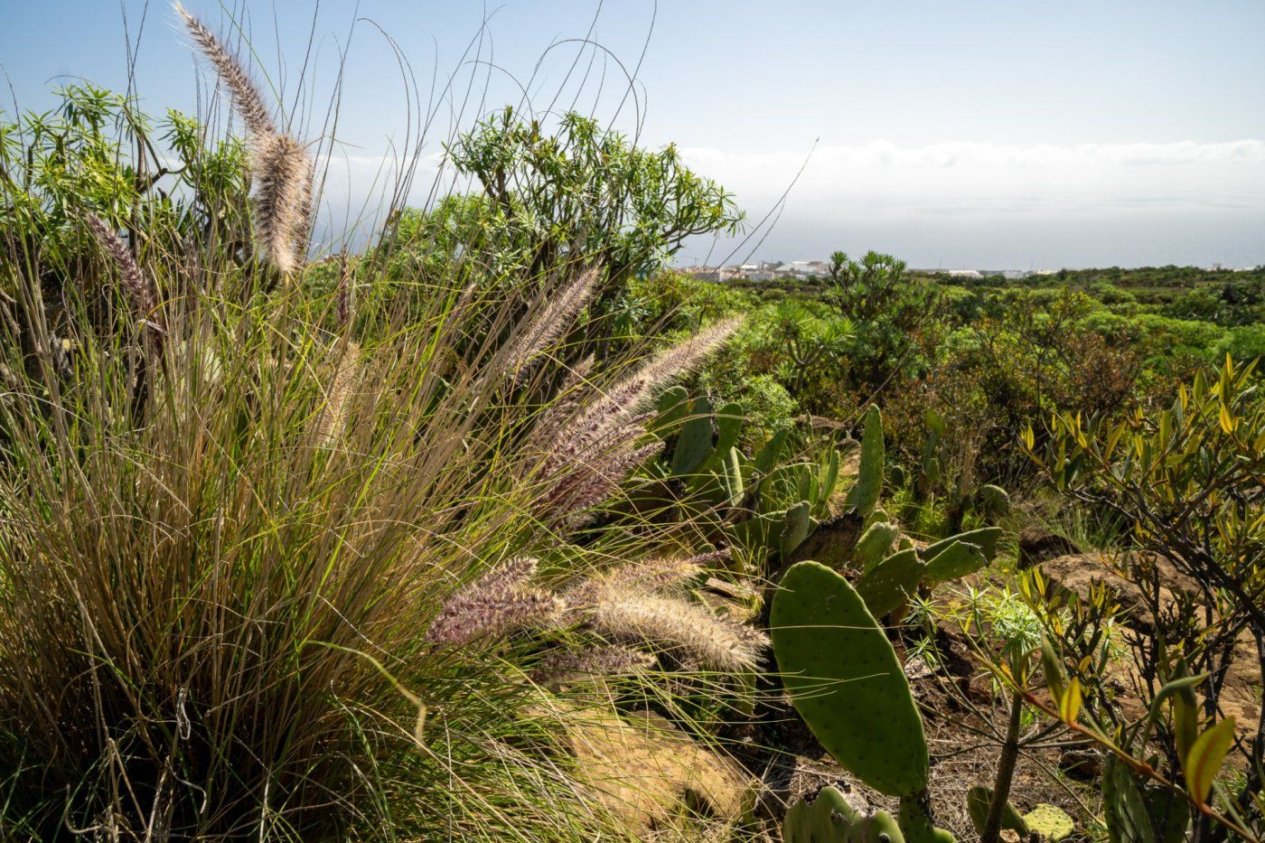 Garden of Residential for sale in  Santa Cruz de Tenerife Capital