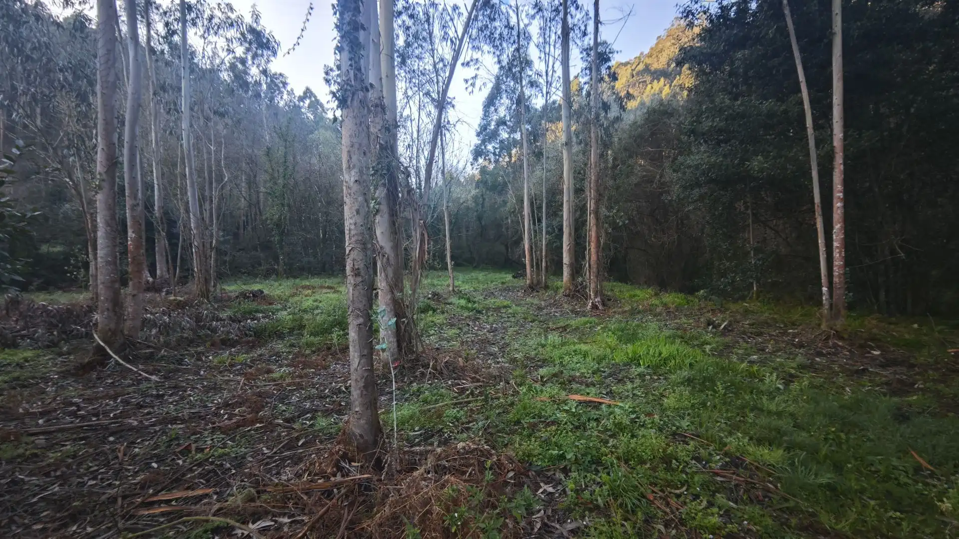 Terreno rustico in vendita a Pría - Nueva-Hontoria - Naves, imagen 19