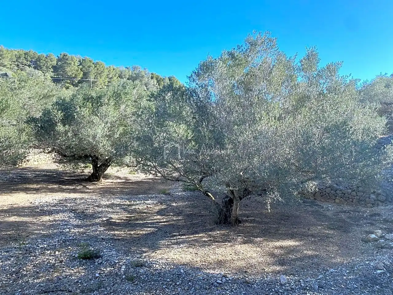 Terreno rustico in vendita a Aubachs, imagen 13