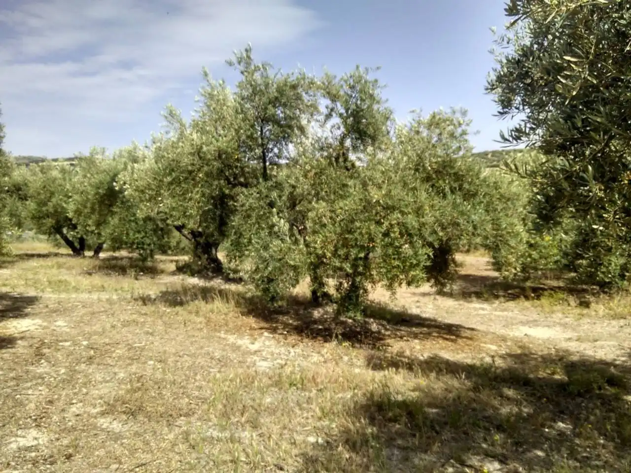 Terrain rustique à vendre à Baena, imagen 3