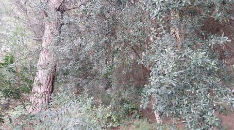 Terreno urbano en Barx, immagine 3