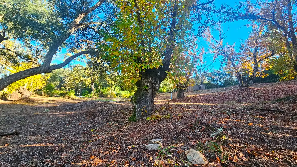 Terreni e lotti in vendita a Fuenteheridos