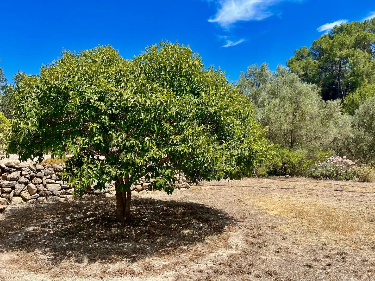 Finca rústica en venda en Andratx amb Traster