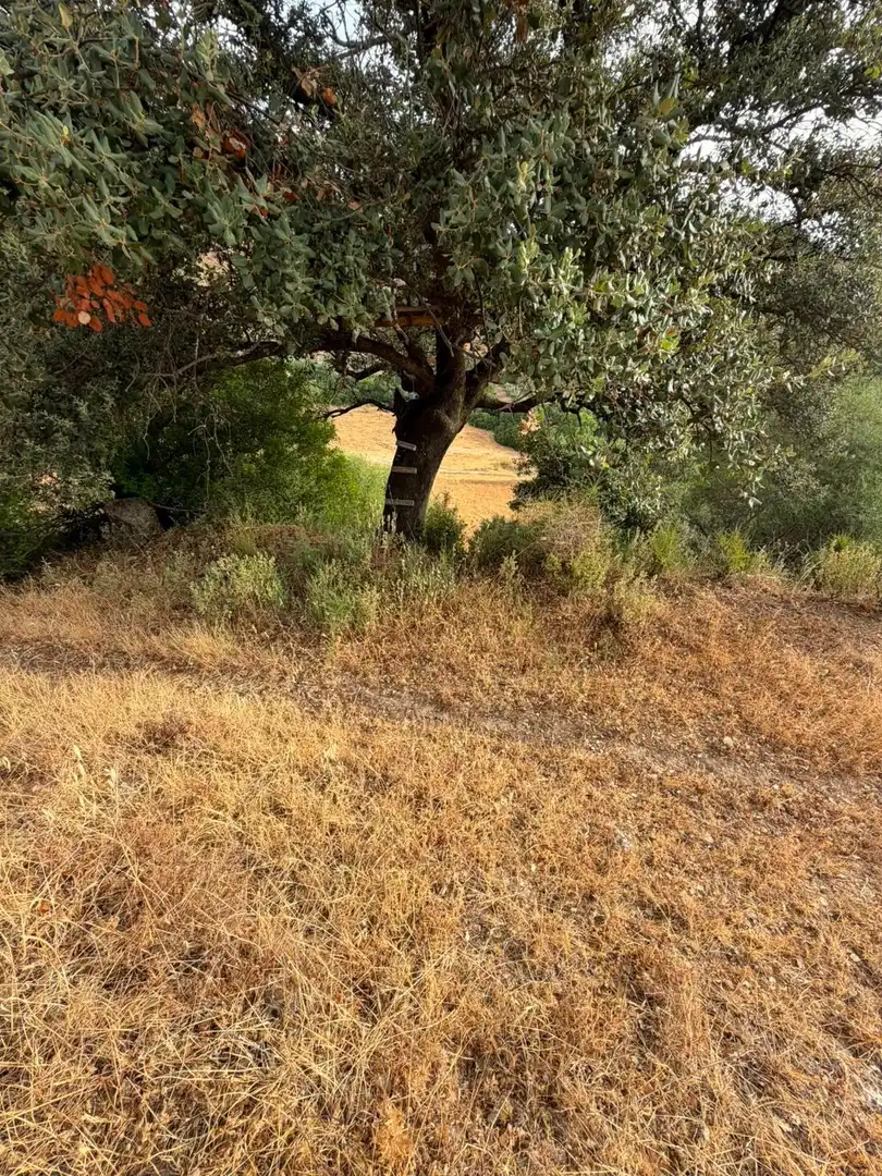 Rural land for sale in Morón de la Frontera, imagen 24