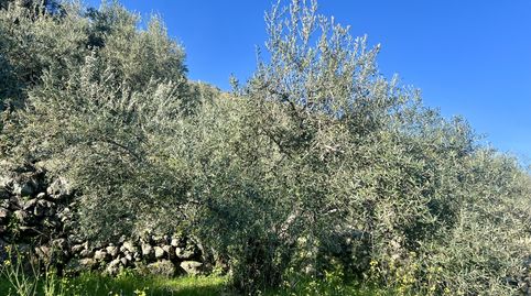 VENTA E FINCA EN EL TORNO. VALLE DEL JERTE, immagine 3