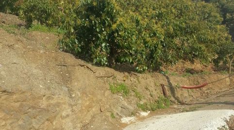 FINCA DE MANGOS EN JETE, immagine 3