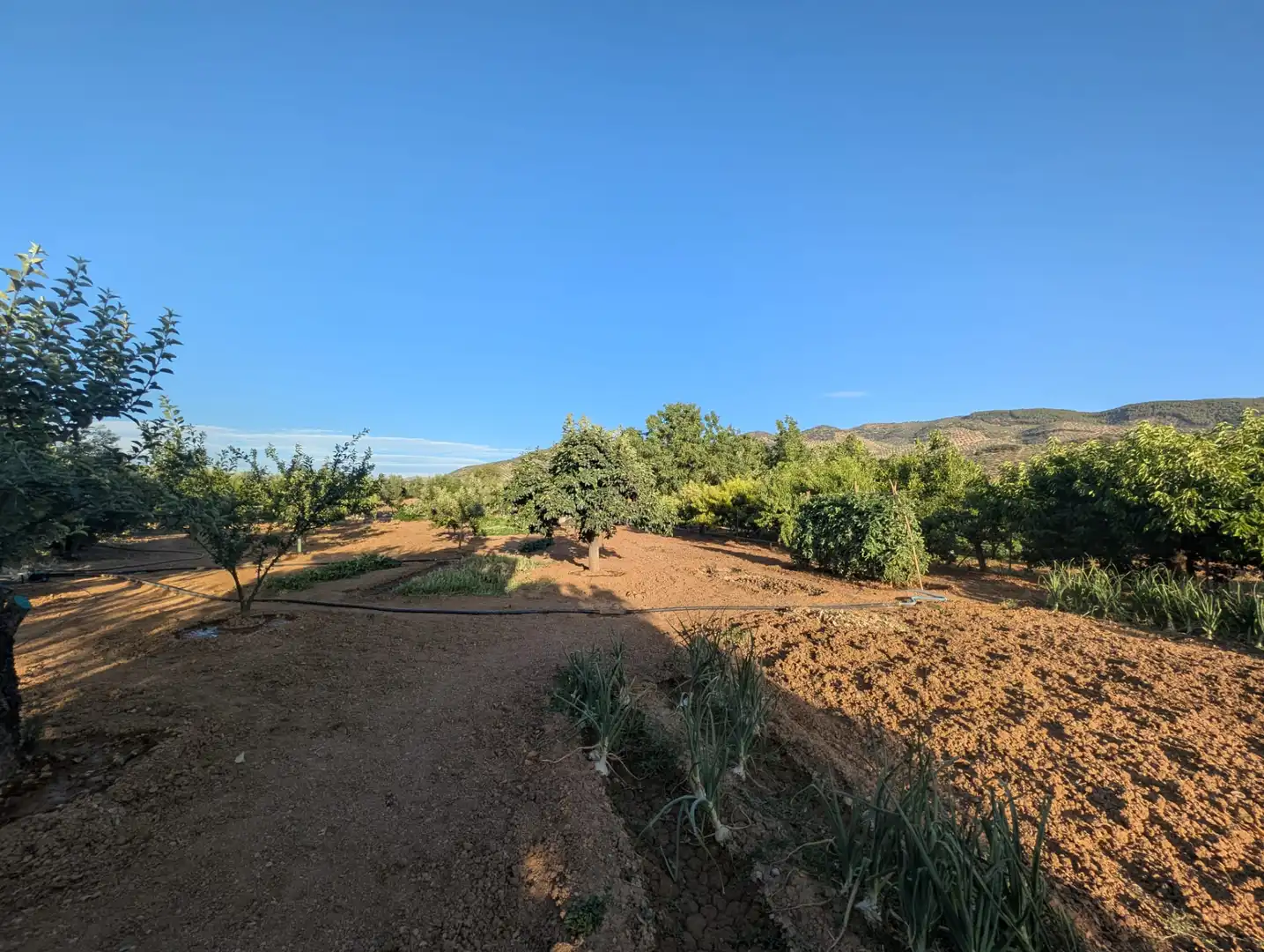 Terreni e lotti in vendita a Alcaudete, imagen 13