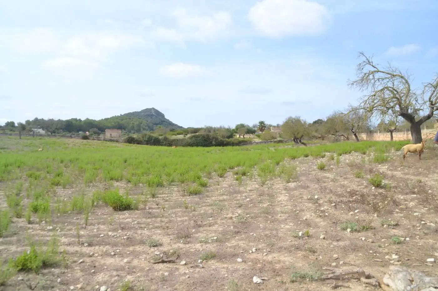Finca rústica en venda a Sineu