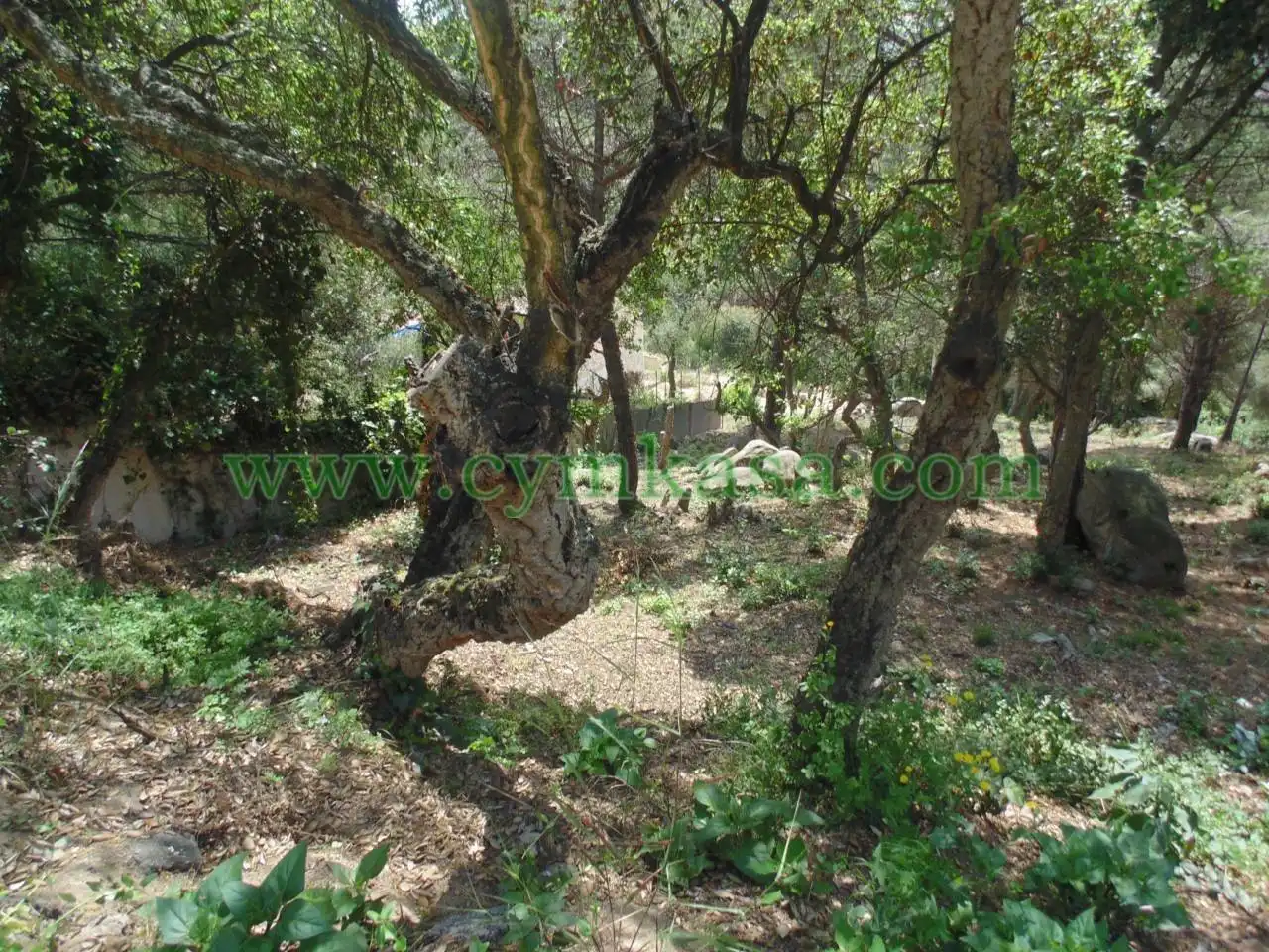 Terreny rústic en venda a Serra Brava, imagen 4