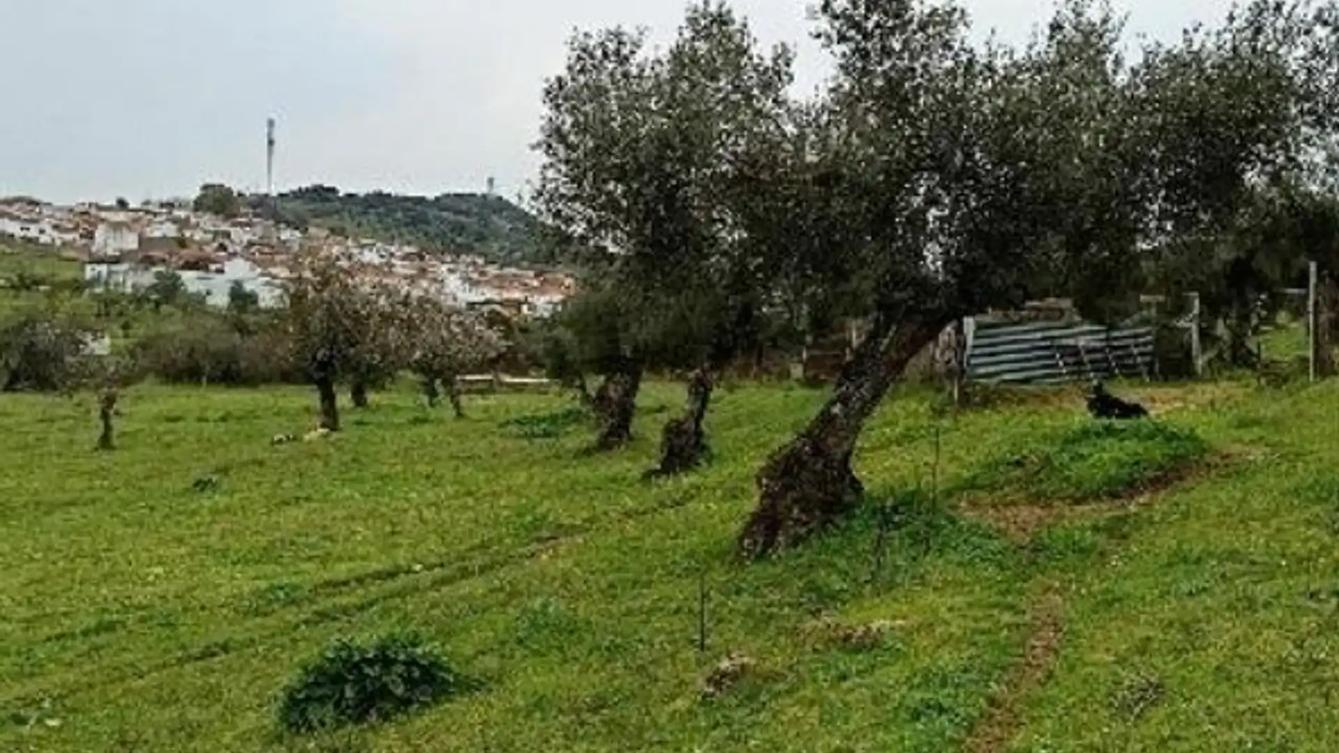 Terreno en venta en Higuera de Vargas