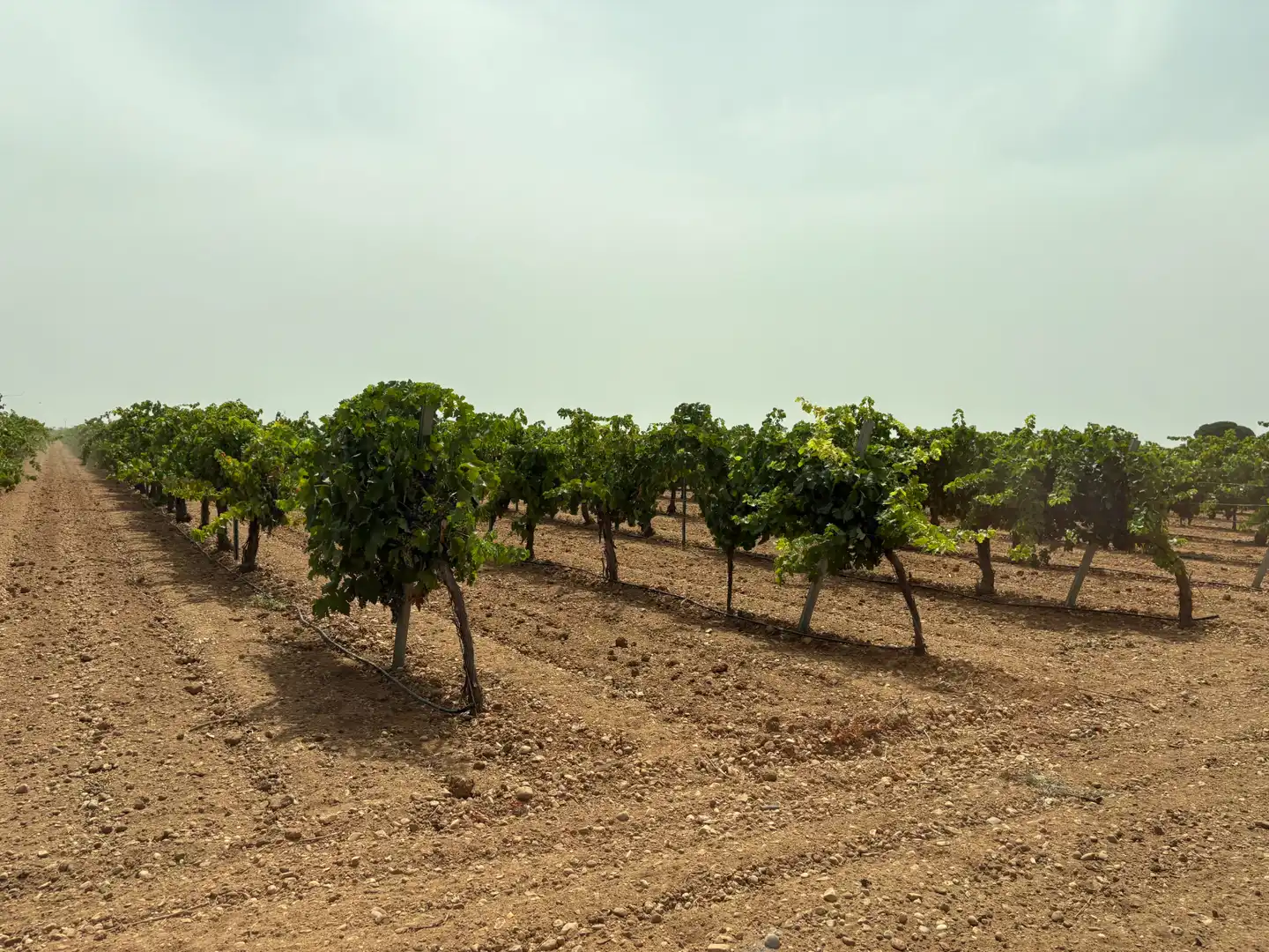 Terreno rustico in vendita a N/A, imagen 19