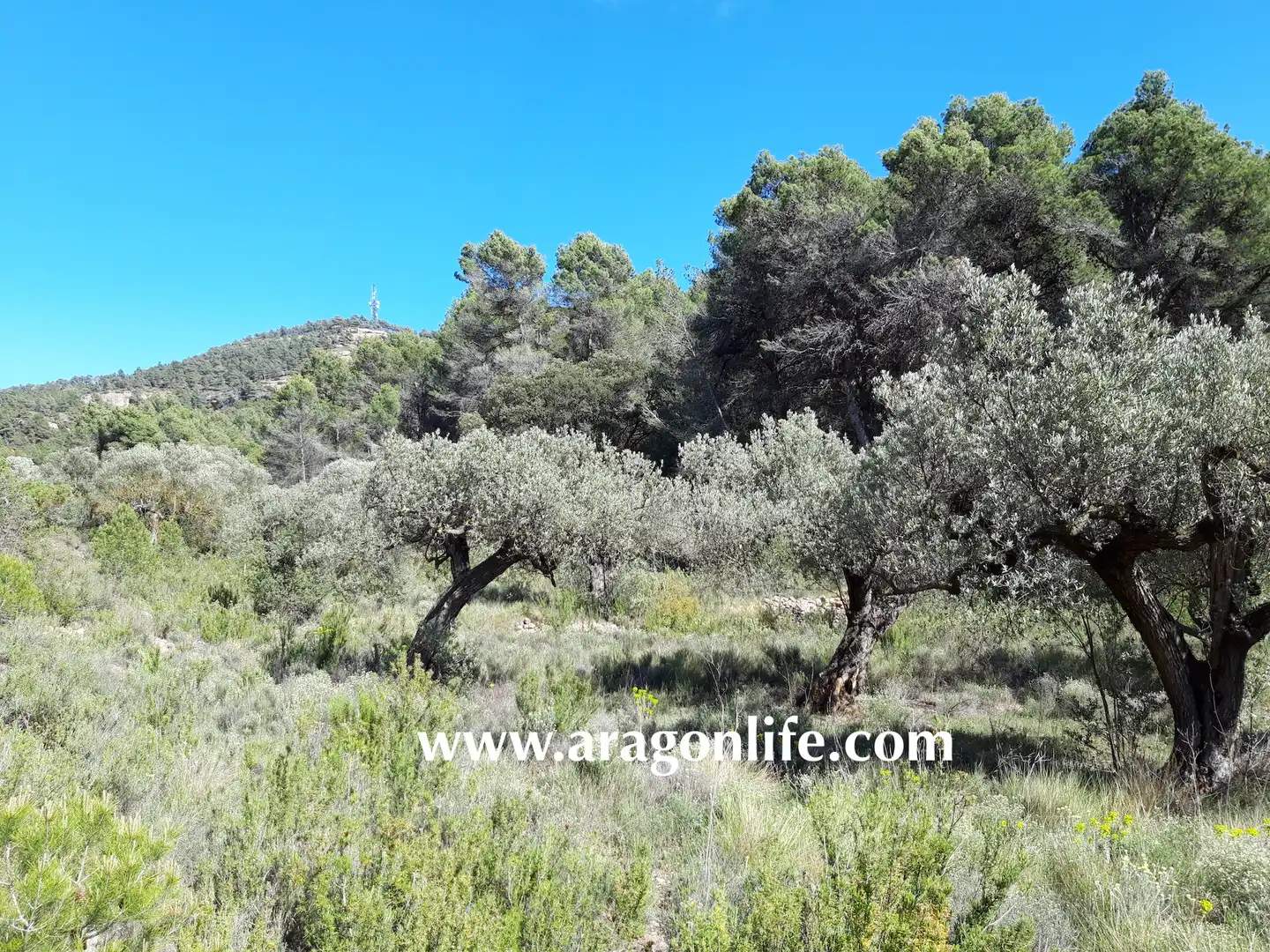 Rural land for sale in Gandesa, imagen 7