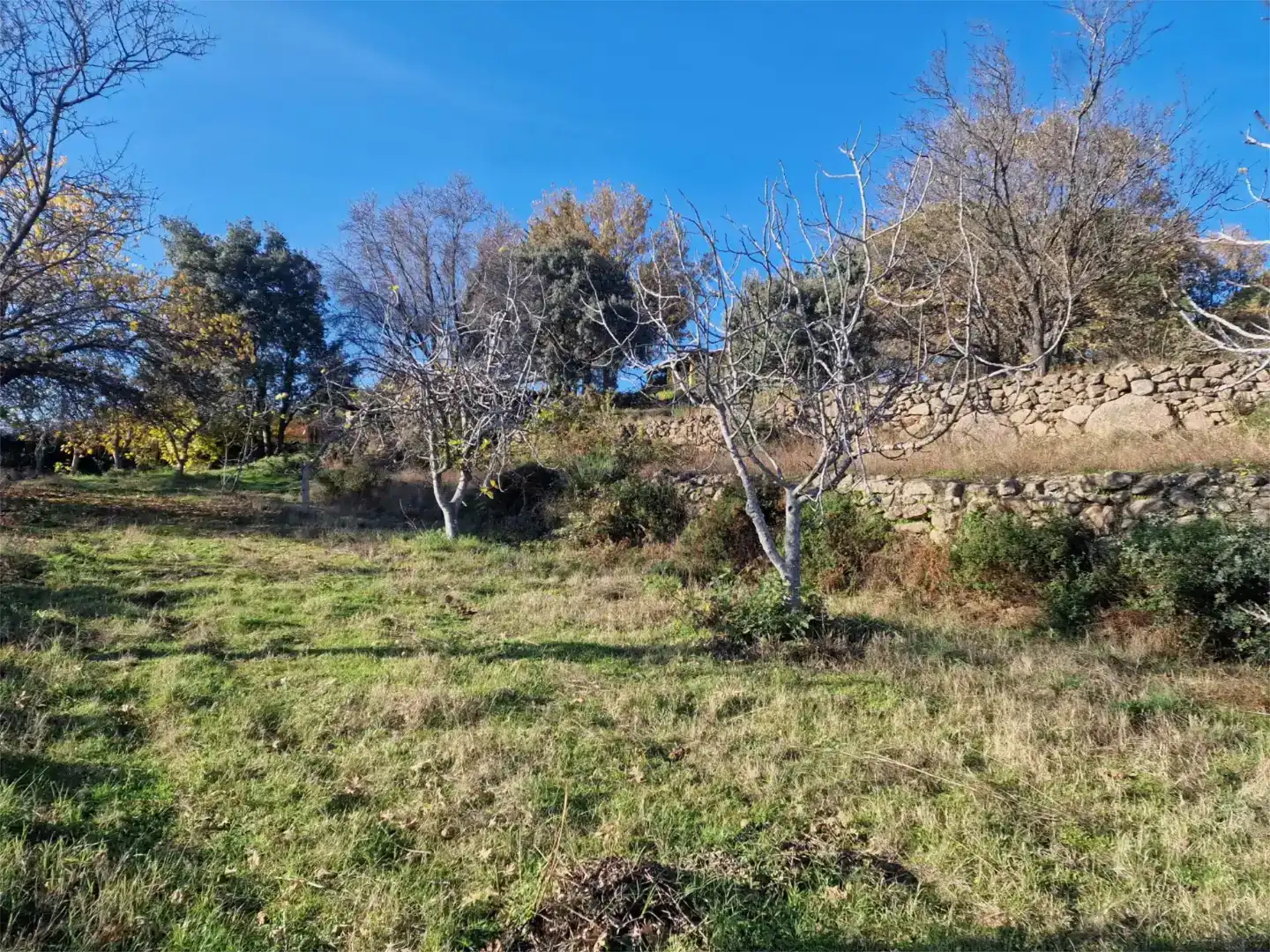 Finca rústica en venda en Jarandilla de la Vera, Cáceres