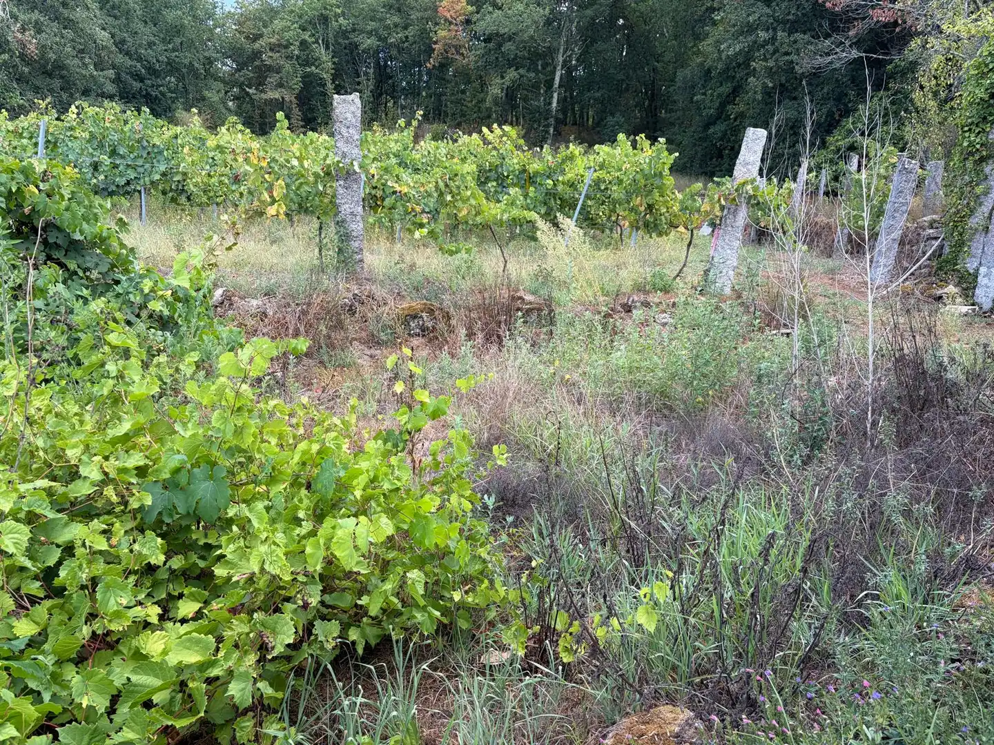 Terrain rustique à vendre à Lugar a Quintenla, imagen 2