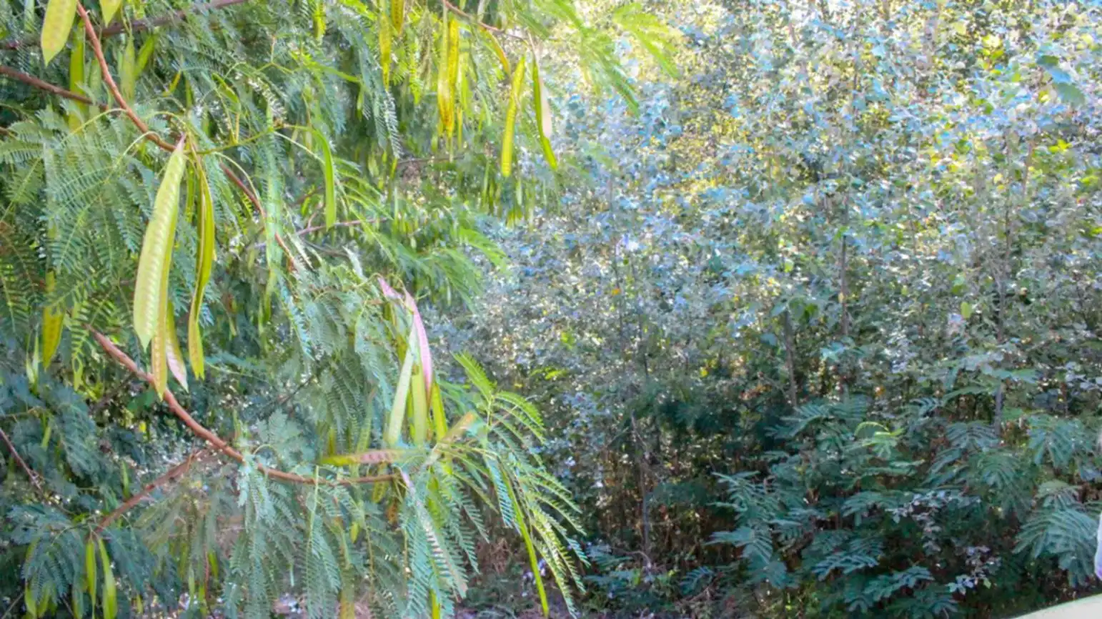 Garten von Residential zum Verkauf in Oliva