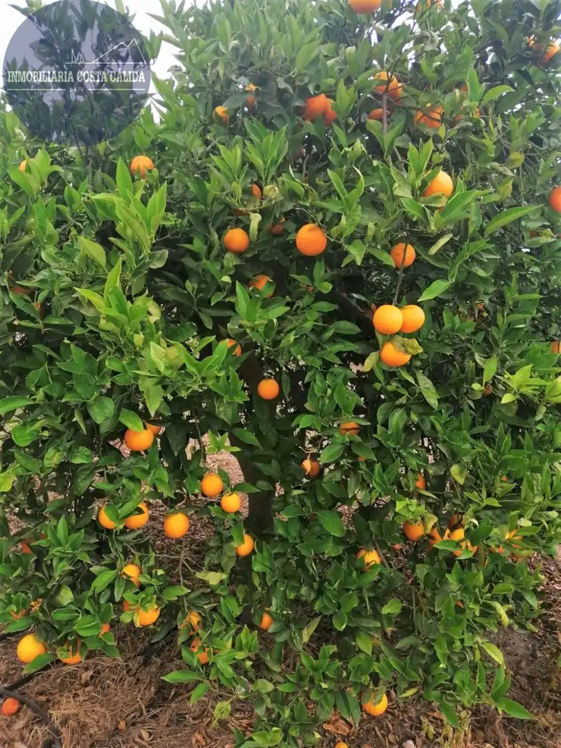 Jardín de Finca rústica en venta en Águilas con Jardín privado, Terraza y Trastero