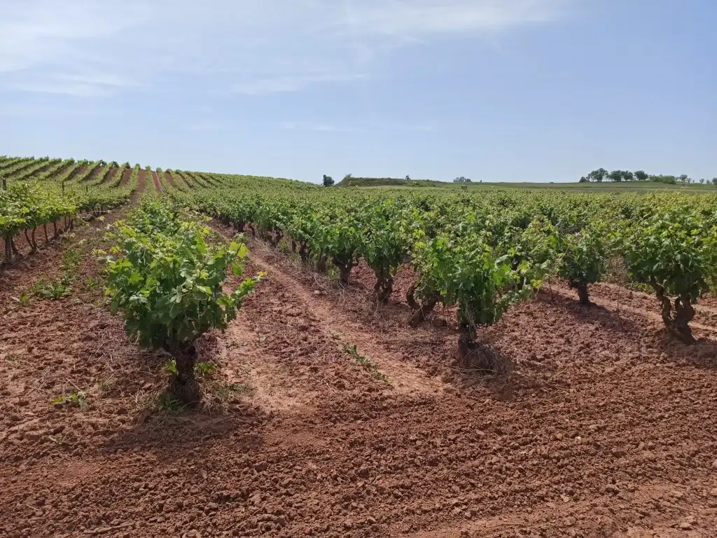 Terreno residenziale in vendita a Alesanco
