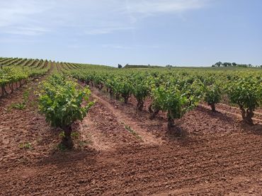 Terreno residenziale in vendita a Alesanco