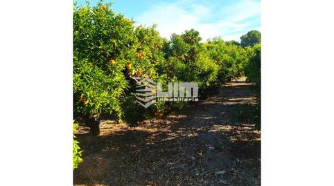 Foto 5 de Finca rústica en venda a Sagunto, Doctor Palos - Alto Palancia, Valencia