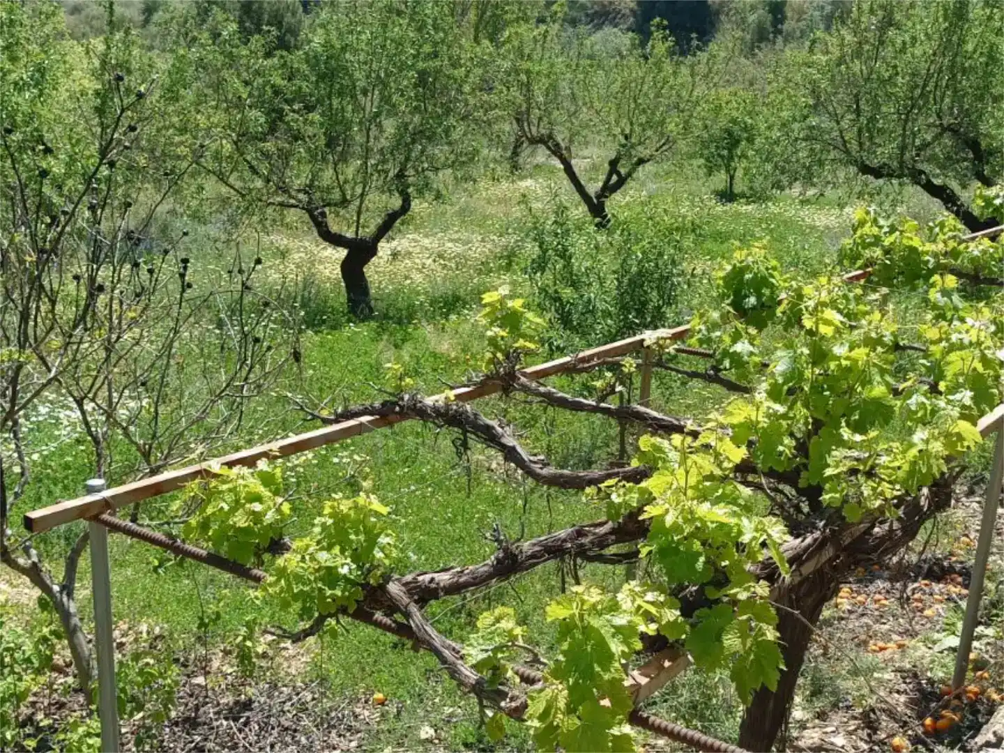 Jardín de Terreno en venta en Almegíjar