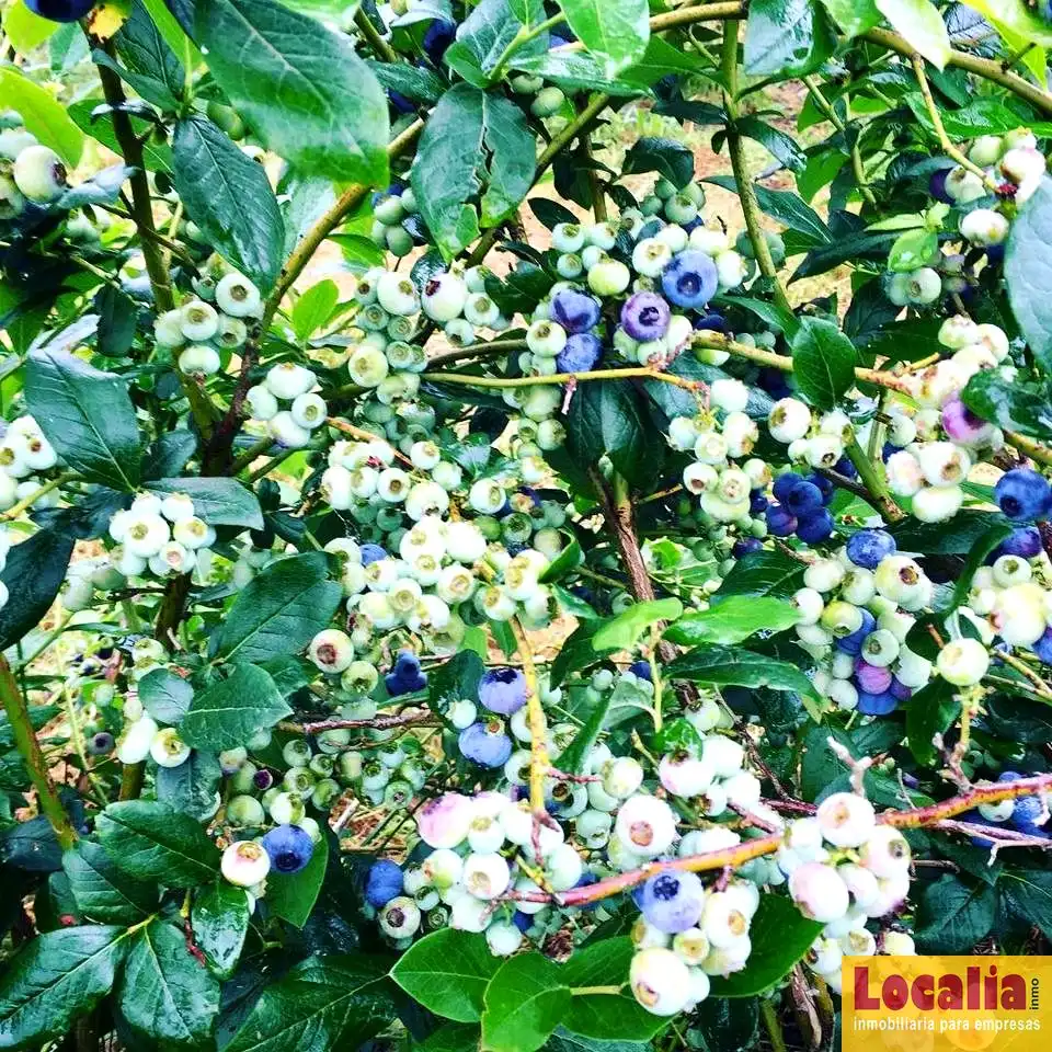 Jardín de Residencial en venta en Corvera de Toranzo