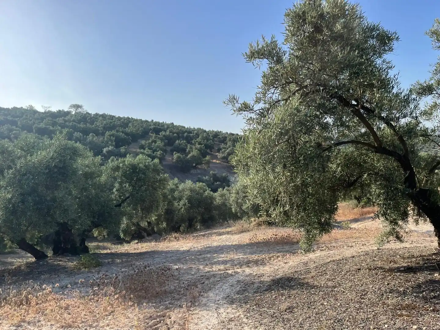 Finca rústica en venta en Lucena