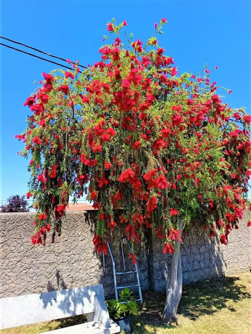 Jardí de Casa o xalet en venda en Coria amb Piscina