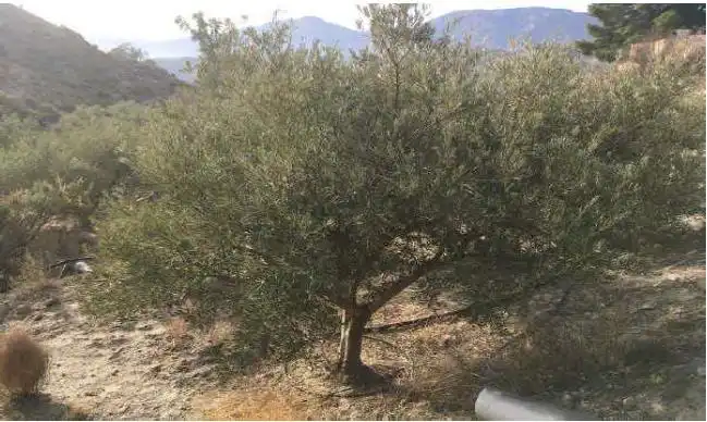 Terreno en venta en Santa Cruz de Marchena