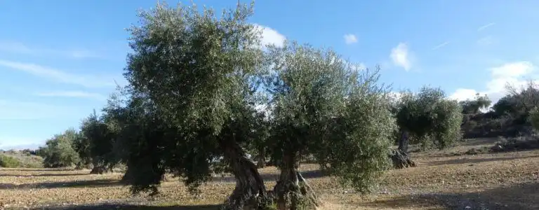 Terreni e lotti in vendita a Alcaudete