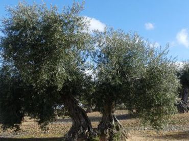 Terreno rustico in vendita a Alcaudete