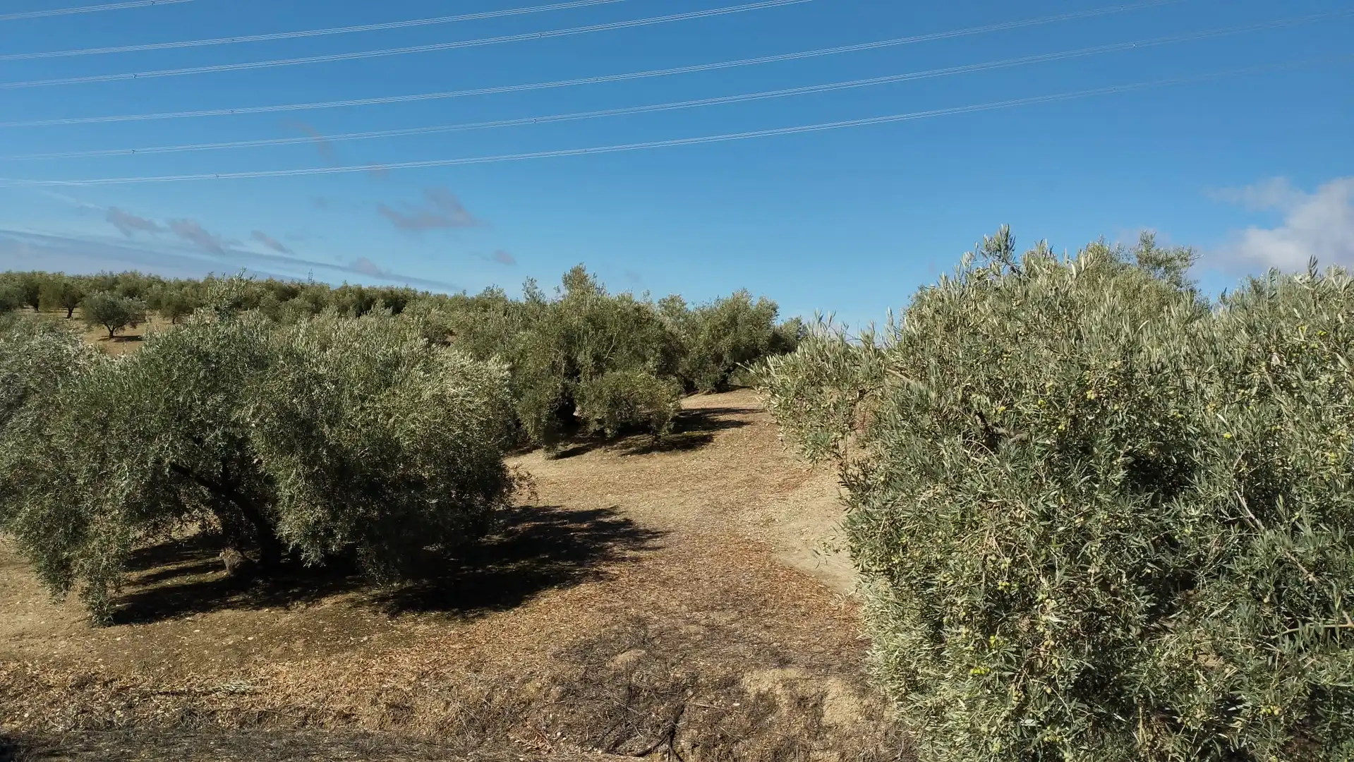 Terreno rustico in vendita a Carretera Monturque, imagen 5