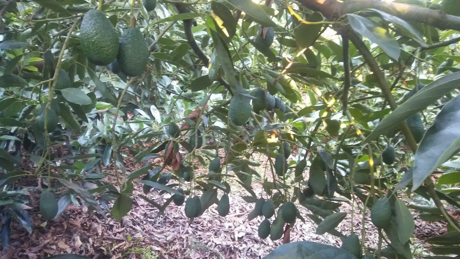 Jardí de Casa o xalet en venda en Guaro amb Aire condicionat, Jardí privat i Moblat