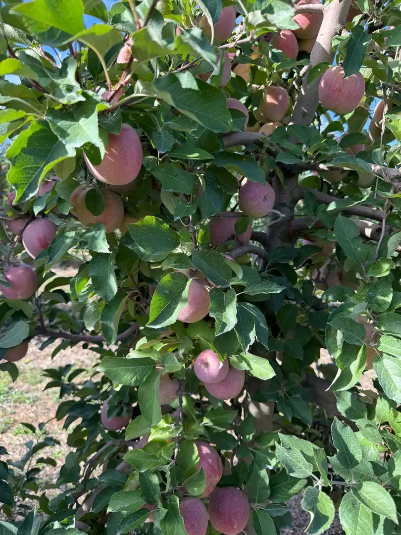 Garten von Grundstücke zum Verkauf in Corella