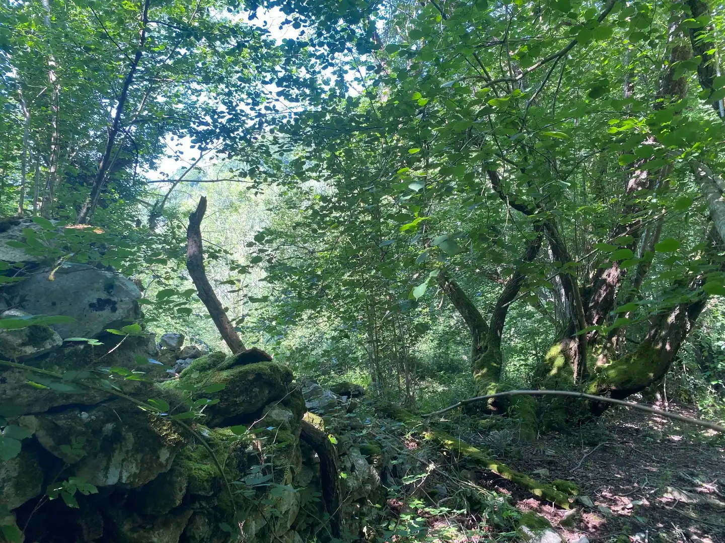 Terreno rustico in vendita a SEGÜENCO, imagen 13