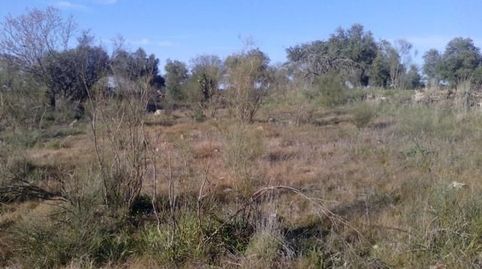 OLIVARES EN LAS PATUDAS
Parcelas de olivos en las Patudas con unas superficies de 1 hectárea y la otra de 1 fanega. Se encuentran, Bild 5