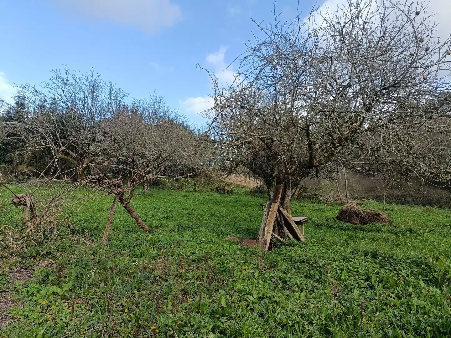 Casa o xalet en venda en Cesuras amb Jardí privat
