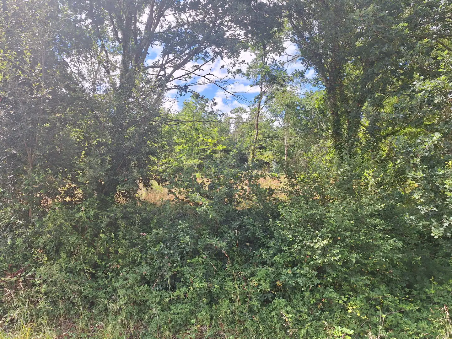 Grundstücke zur Miete in Culleredo