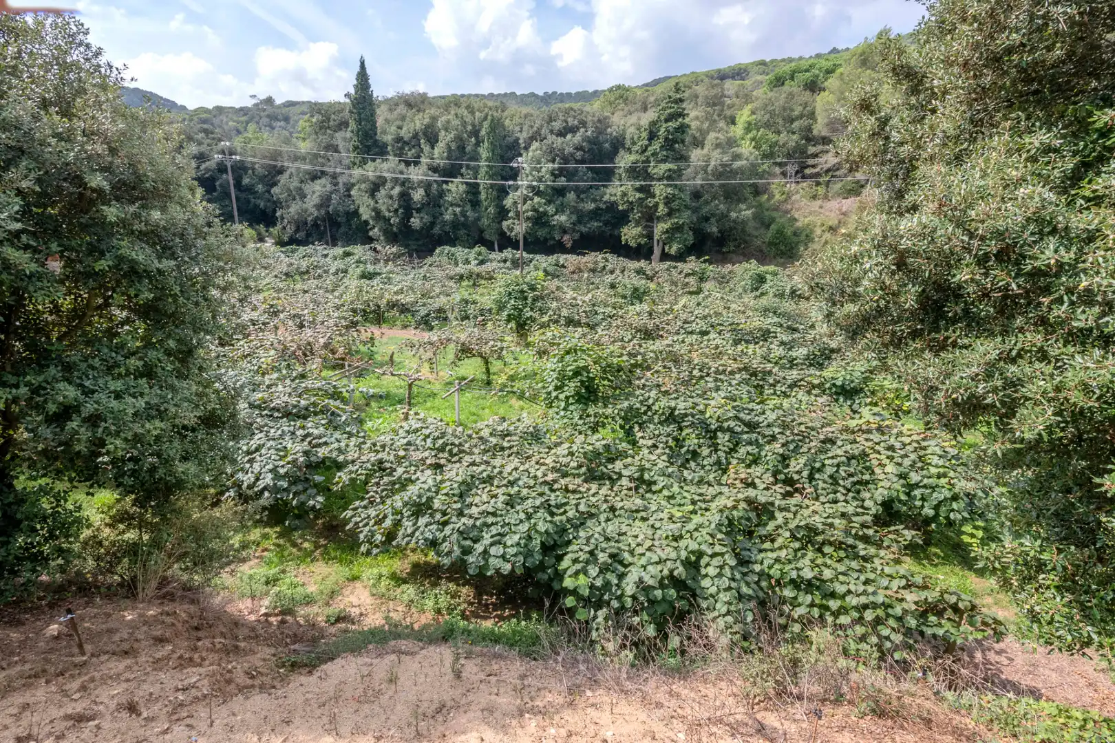 Casa rústica con piscina en venta en Camí Can Cabot de Munt, imagen 17