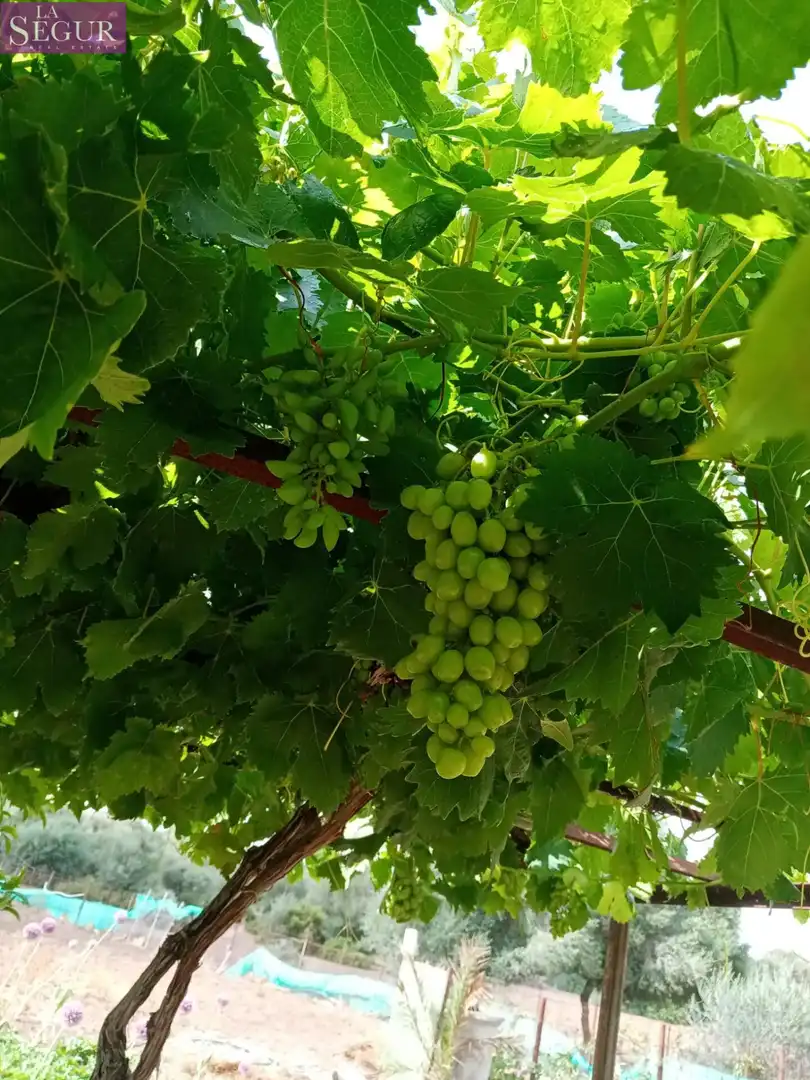 Maison rustique à vendre à Vejer, imagen 40