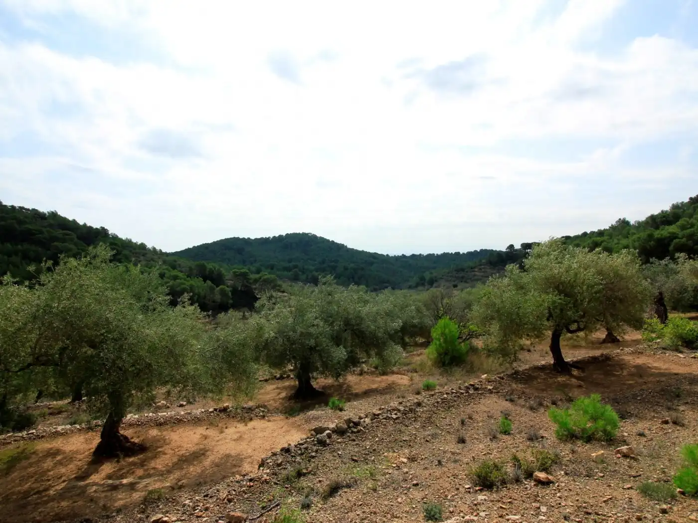Maison rustique à vendre à El Perelló, imagen 15
