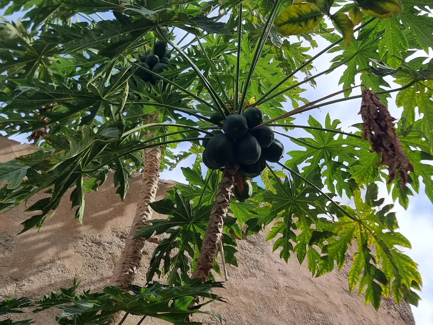 Jardí de Casa o xalet en venda en Almería amb Jardí privat, Terrassa i Moblat