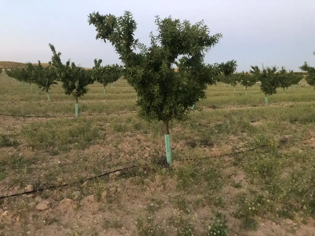 Terreni e lotti in vendita a Tobarra, imagen 5