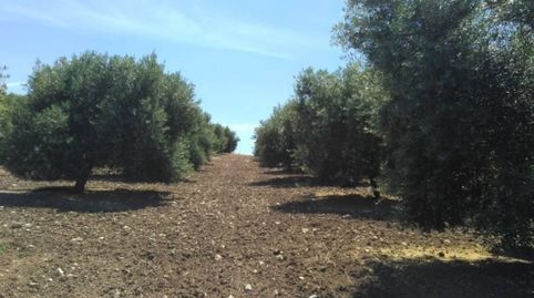 OLIVAR DE REGADIO, immagine 3