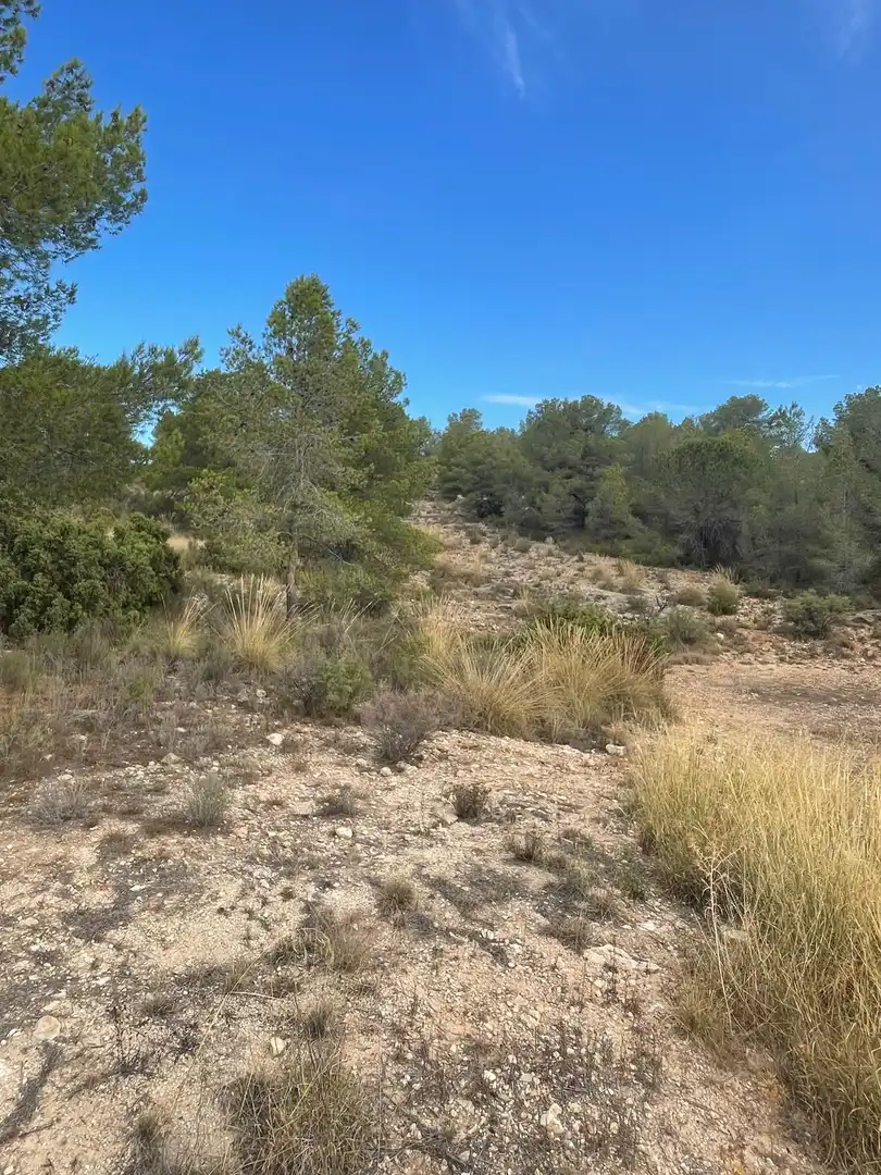 Wohnbaugrundstück zum Verkauf in El Pinós / Pinoso, imagen 19