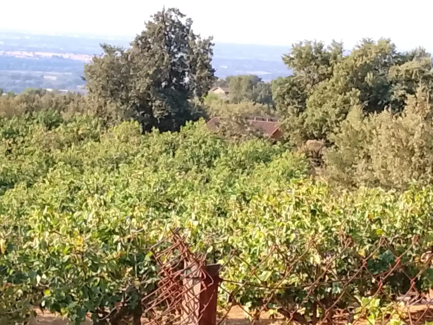 Terreny en venda en Madrigal de la Vera