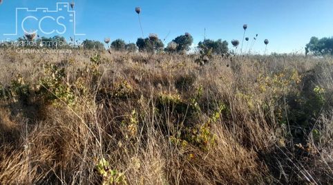Foto 3 de Terreno en venta en Almonte ciudad, Almonte