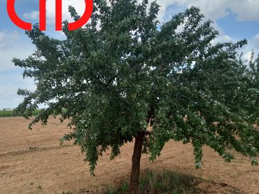 Terreno rustico in vendita a Tomelloso