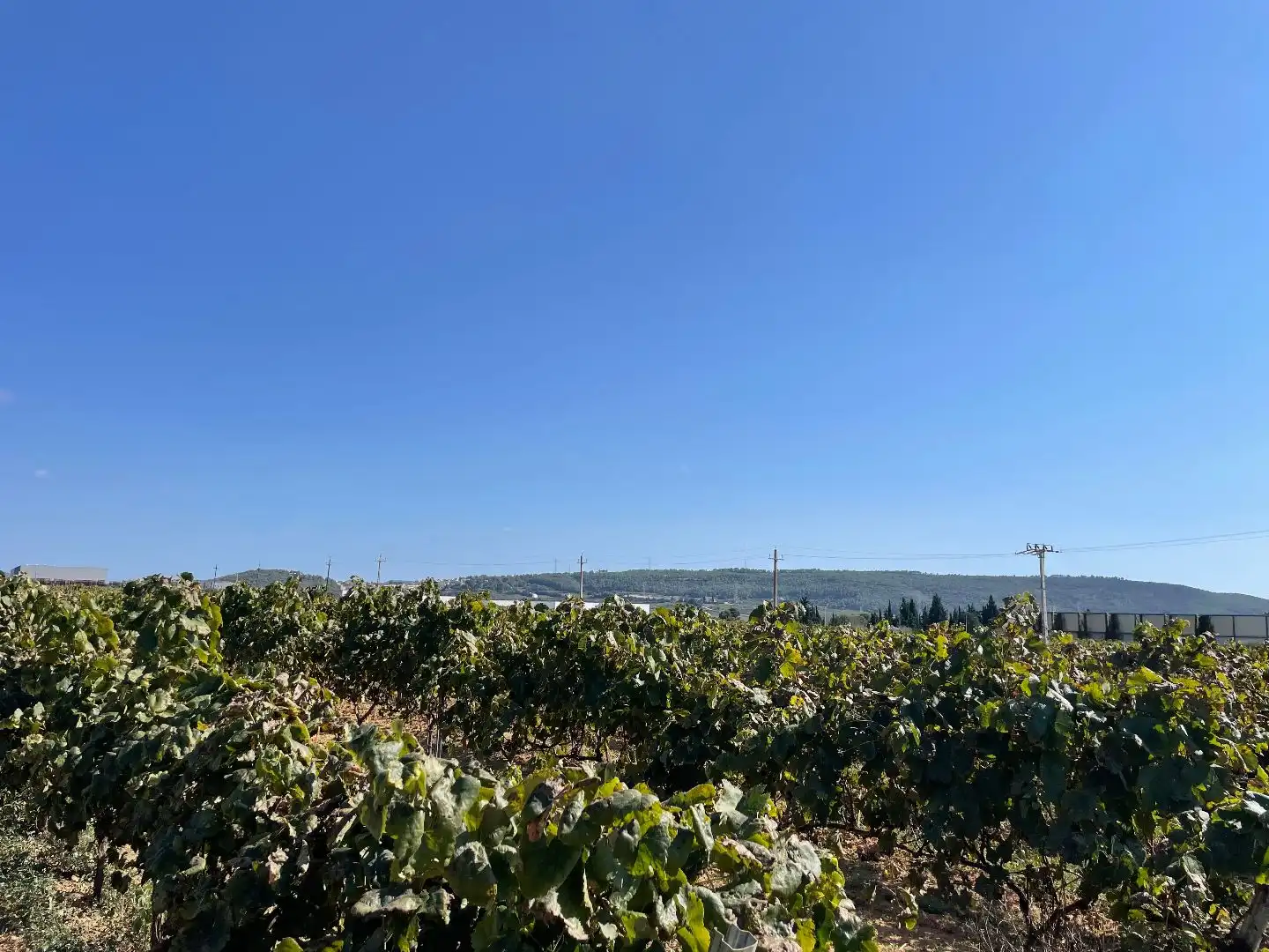 Residencial en venda en Sant Cugat Sesgarrigues