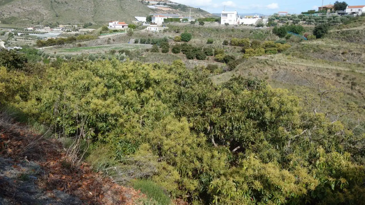Vista exterior de Finca rústica en venda en Molvízar