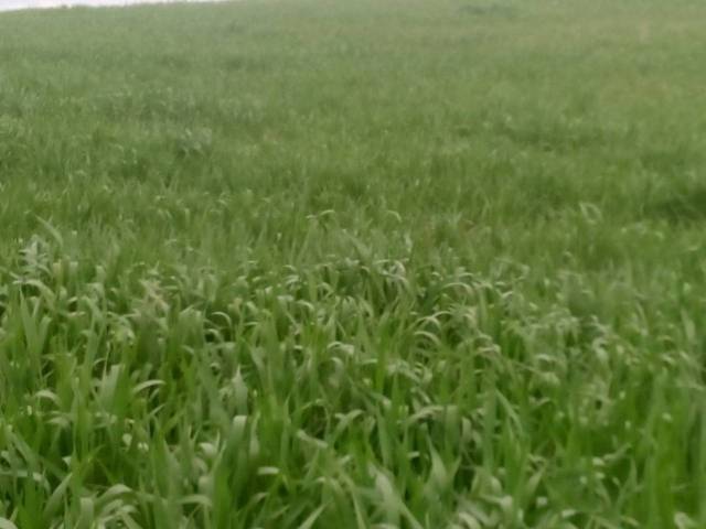 Terreno en Venta en TERMINO DE CASTRO DEL RIO  en Castro del Río